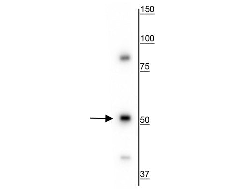 Western blot of HeLa cell lysate showing specific immunolabeling of the ~50 kDa vimentin protein.