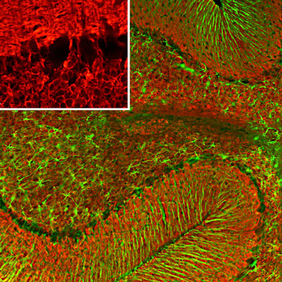 Immunofluorescence of a section of rat cerebellum labeled with anti-visinin-like 1 protein (cat. 2145-VSNL1, 1:500, red) and anti-GFAP (cat. 620-GFAP, green, 1:5000). The anti-VSNL1 revels protein expressed in the granule cell menbranes and in synapses in the white matter and molecular layers. The anti-GFAP reveals protein expressed in the processes of Bergmann glia and astroglia.