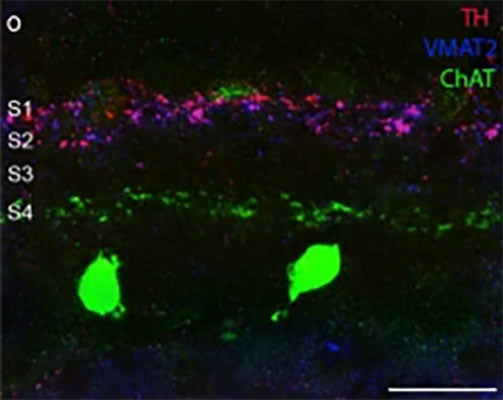 Retinal sections immunostained against TH (red), ChAT (green) and vesicular monoamine transporter 2 (VMAT2, blue). S1/S2: stratum 1 and 2 in the IPL. S3/S4: stratum 3 and 4 in the IPL. Scale bar: 20 μm. Image from publication CC-BY-4.0. PMID: 37013599
