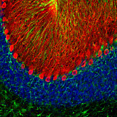 Immunofluorescence of a section of rat cerebellum labeled with anti-calbindin (cat. 302-CALB, 1:2,000, red), colabeled with anti-GFAP ( cat. 620-GFAP , 1:5000,green), and DAPI staining of nuclear DNA. The anti-calbindin prominently labels the dendrites and perikarya of Purkinje cells in the molecular layer of the cerebellum. The anti-GFAP labels the processes of Bergmann glia in the molecular layer and the astroglia in the granular and white layers of the cerebellum.
