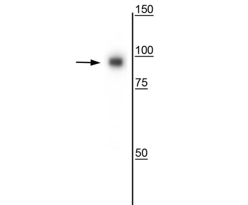 Western blot of UV treated HeLa cell lysate showing specific immunolabeling of the ~98 kDa CD71 protein.