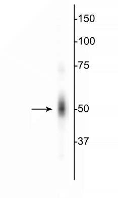 Western blot of HeLa cell lysate showing specific immunolabeling of the ~50 kDa c-FOS protein.