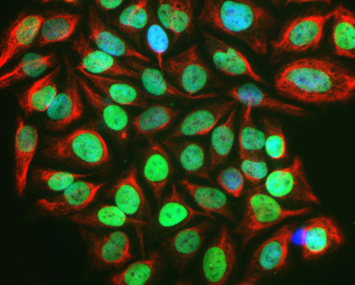 Immunofluorescence of serum starved, FBS stimulated HeLa cells showing nuclear labeling of activated cells with Anti- c-FOS (cat. 309-cFOS, 1:1000, green) while Anti-Vimentin (cat. 2105-VIM, 1:500, red) labels the cytoplasmic intermediate filament, and nuclear staining with DAPI (blue). 