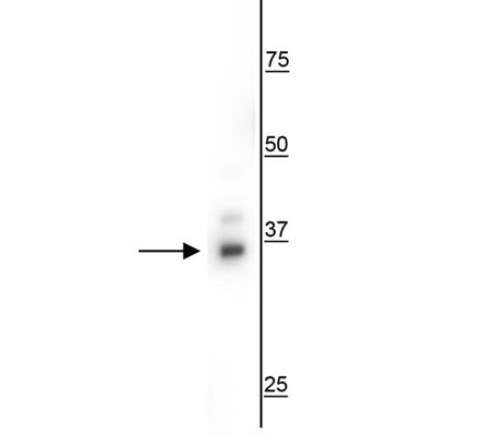 Western blot of T47D cell lysate showing specific immunolabeling of the ~35 kDa CD75 protein.