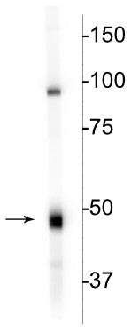 Western blot of rat hippocampal lysate showing the specific immunolabeling of the ~46 kDa CNP protein.