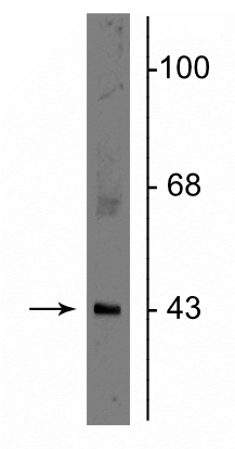 Western blot of rat cerebellar lysate showing specific immunolabeling of the ~43 kDa connexin43 protein. 