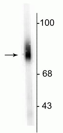 Western blot of human adrenal medulla lysate showing specific immunolabeling of the ~75 kDa DBH protein. 