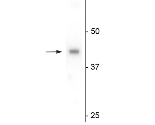 Western blot of mouse testes lysate showing specific immunolabeling of the ~46 kDa eukaryotic initiation factor 4A2, eIF4A2, protein.