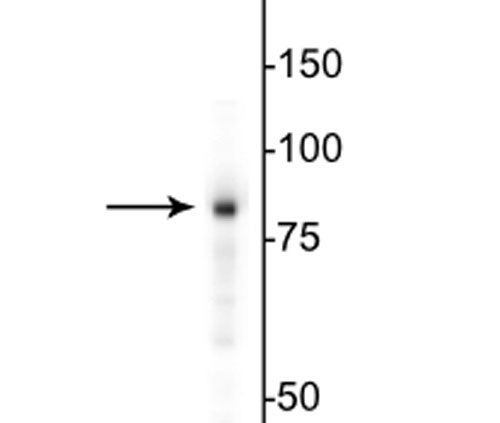 Western blot of HeLa cell lysate showing specific immunolabeling of the ~85 kDa EWS protein.