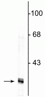 Western blot of HeLa cell lysate showing specific immunolabeling of the ~34 kDa fibrillarin protein.