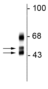 Western blot of rat cortical lysate showing specific immunolabeling of the ~46/48 kDa FOX1 protein.
