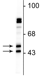 Western blot of rat cortical lysate showing specific immunolabeling of the ~46/48 kDa FOX3 protein.