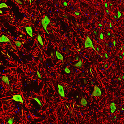 Immunofluorescence of a section of rat brain stem co-labeled with Anti-FOX3(cat. 583-FOX3, green, 1:1000) and Anti-MAP2 (cat. 1100-MAP2, red, 1:5000). The Anti-FOX3 specifically labels the nuclei and the proximal cytoplasm of neuronal cells while the Anti-MAP2 labels dendrites and overlaps with FOX3 labeling the perikarya of neurons. The blue is DAPI staining of nuclear DNA.