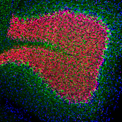 Immunofluorescence of a section of rat cerebellum showing specific labeling of Neurofilament-L (cat. 1453-NFL, 1:2000, green) and labeling of FOX3/NeuN (cat. 583-FOX3, 1:5000, red). The anti-NFL strongly labels the axons of basket calls and perikarya and processes of neuronal cells. The anti-FOX3/NeuN labels the nuclei and proximal cytoplasm of neurons. The blue is DAPI staining of nuclear DNA. 
