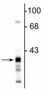 Western blot of rat hippocampal lysate showing the specific immunolabeling of ~38 kDa GAPDH protein.