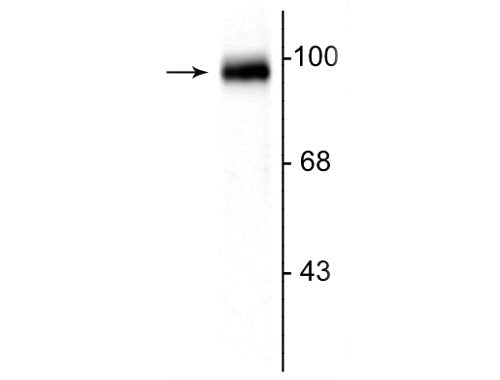 Western blot of rat cerebellar lysate showing the specific immunolabeling of the ~95 kDa GRASP protein.