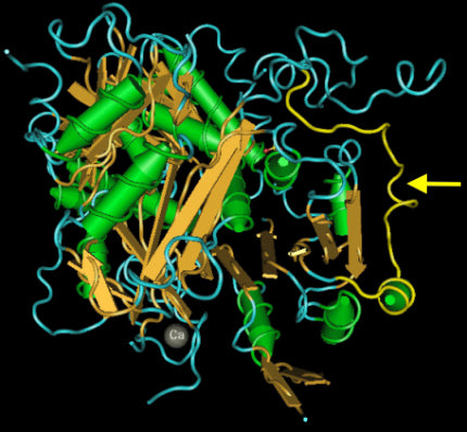 Epitope mapped to within amino acids 690-715 (PKLMRHDPLLIPGNDQIDNMDSNVKK, 100% conserved in mouse, rat, human, horse, dog, pig, cow, Rhesus monkey and rabbit, indicated by arrow in image at right) by Daniel Levy (University of Chicago).