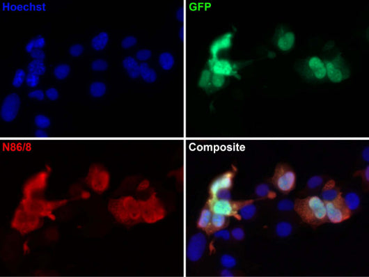 Transfected cell immunofluorescence: COS cells expressing GFP. Blue = Hoechst nuclear stain, Green = GFP, Red = N86/8.