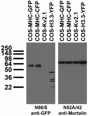 Transfected cell immunoblot: extracts of COS cells transfected with GFP-tagged MHC, CFP-tagged MHC, YFP-tagged Histone H3.3 or untagged Kv2.1 plasmid and probed with N86/8 (left) or N52A/42 (right) TC supe.