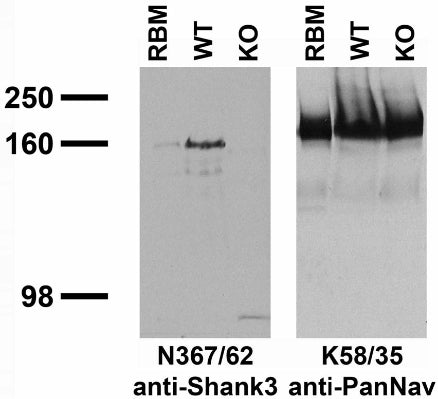 Immunoblot against adult rat brain membranes (RBM) and membranes from Shank3 wild-type (WT) and knockout (KO) mice probed with N367/62 (left) or K58/35 (right) TC supe. Mouse brains courtesy of Yuan Mei, Holly Robertson and Guoping Feng (MIT).