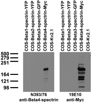 Immunoblot against extracts of COS cells transiently transfected with tagged Beta-spectrins or untagged Kv2.1 plasmid probed with N393/76 (left) or 19E10 (right) TC supe.