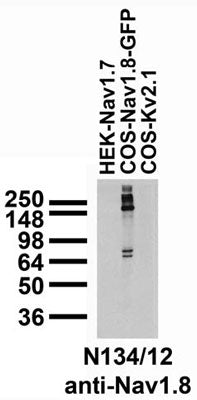 Stable/transfected cell immunoblot: extracts of HEK cells stably expressing Nav1.7 and COS cells transiently transfected with GFP-tagged Nav1.8 or untagged Kv2.1 plasmids and probed with N134/12 TC supe.