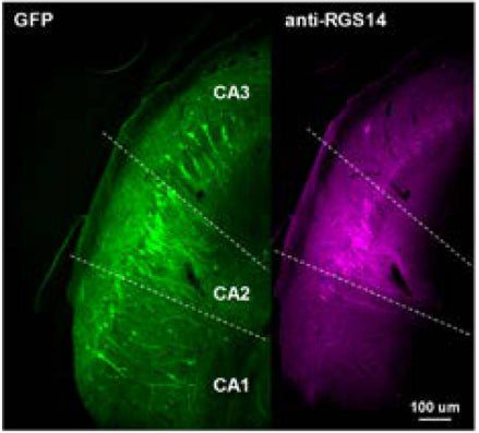 Representative images of GFP expression (GFP) and anti-RGS14 (cat. 75-170) labeling to localize CA2 from CA3 and CA1 (dotted lines) in naive rat brain. Image from publication CC-BY-4.0. PMID:37833914