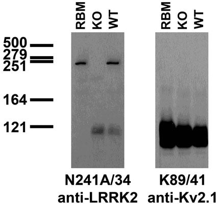 Immunoblot versus crude membranes from adult rat brain (RBM) and wild-type (WT) and LRRK2 KO mouse brains probed with N241A/34 (left) and K89/41 (right) TC supe. Mouse brain samples provided by Xiaojie Li, Ted Dawson and Valina Dawson (Johns Hopkins University).