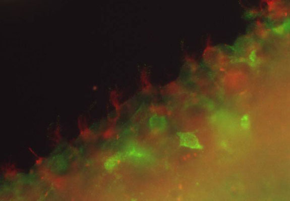 Immunofluorescence staining of adult rat brain sections with N295B/66 (red, cilia) and N147/6 (green) TC supe.