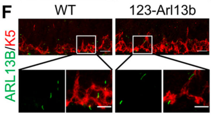 Representative images of immunostaining of ARL13B (cat. 75-287, 1:500; red) and K5 (green) at the base of the olfactory epithelium (OE) in WT and 123-Arl13b mice at P5. Image from publication CC-BY-4.0. PMID:36661357