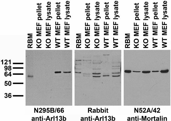 Immunoblot versus crude membranes from adult rat brain (RBM) and pellet/lysate fractions of wild-type (WT) and Arl13b knockout (KO) mouse embryonic fibroblasts (MEF) probed with N295B/66 TC supe (left), rabbit polyclonal (middle) and N52A/42 TC supe (right). MEF cells courtesy of Laura Mariani and Tamara Caspary (Emory University SOM).