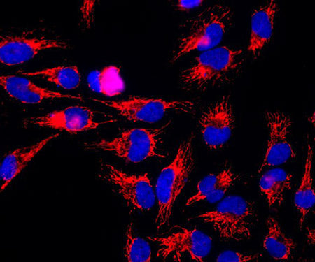 Immunofluorescence of HeLa cells showing strong mitochondrial staining of HSP60(cat. 750-HSP60, 1:500) in red.