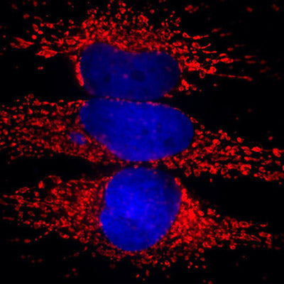 Immunostaining of HeLa cells showing strong mitochondrial labeling of HSP60 (cat. 750-HSP60, 1:5000, red) and nuclear staining with DAPI (blue).