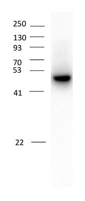 Western blot of rat cortical neurons showing specific immunolabeling of the ~51 kDa α2-subunit of the GABAA-R (1:1000). Image kindly provided by Lidong Liu, University of British Columbia, Vancouver.
