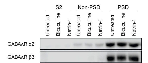 Immunoblots showing GABAA Receptor α2 (cat. 822-GA2CL) and GABAA Receptor ß3 (cat. 863A-GB3C) subunit expression in the cytosolic (S2), extrasynaptic (non-PSD), and synaptic (PSD) fractions of untreated, bicuculline-pretreated (20μM, 1h), or netrin-1 treated (250ng/ml, 1h) rat hippocampal neuronal cultures.Image from publication CC-BY-4.0. PMID: 36323250