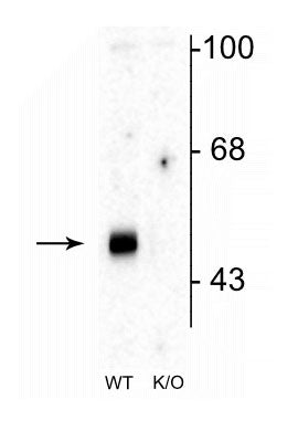 Western blot of mouse brain lysates from wild type (WT) and α2-knockout (K/O) animals showing specific immunolabeling of the ~51 kDa α2-subunit of the GABAA-R. The labeling was absent from a lysate prepared from α2-knockout animals.