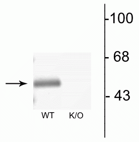 Western blot of mouse brain lysates from wild type (WT) and α3-knockout (K/O) animals showing specific immunolabeling of the ~51 kDa α3-subunit of the GABAA-R. The labeling was absent from a lysate prepared from α3-knockout animals. 