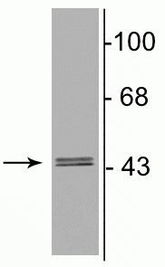 Western blot of 10 µg of rat hippocampal lysate showing specific immunolabeling of the ~46 kDa γ2-subunit of the GABAA-R. 