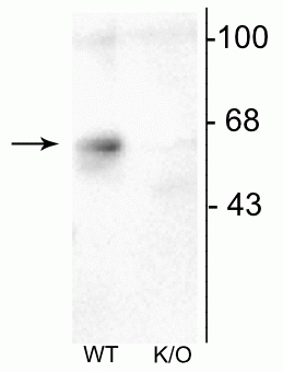 Western blot of mouse forebrain lysates from Wild Type (WT) and α6-knockout (K/O) animals showing specific immunolabeling of the ~57 kDa α6-subunit of the GABAA-R. The labeling was absent from a lysate prepared from α6-knockout animals. 