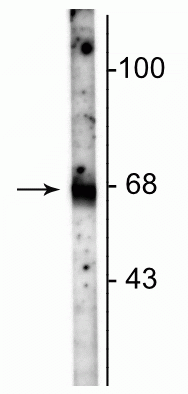 Western blot of rat hippocampal lysate showing specific immunolabeling of the ~67 kDa GAT-1 protein. 