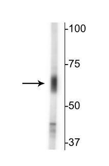 Western blot of mouse whole brain lysate showing specific immunolabeling of the ~67 kDa GAT-2 protein. 