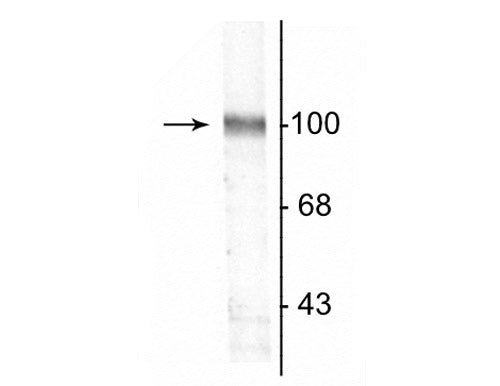 Western blot of a rat hippocampal lysate showing the specific immunolabeling of the ~100 kDa GluR2 protein.