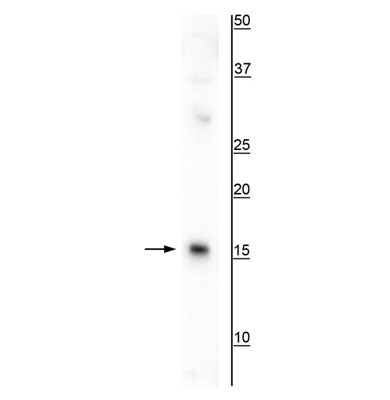 Western blot of mouse spleen lysate showing specific immunolabeling of the ~17 kDa AIF1/Iba1 protein.