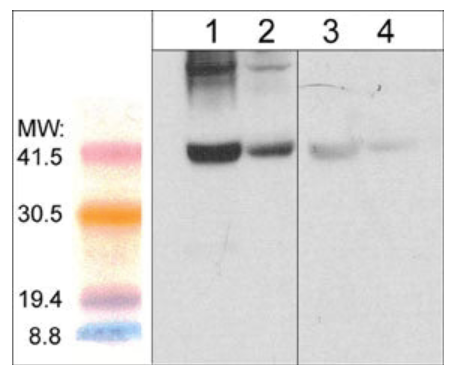 Western blot image of mouse gastrocnemius (lanes 1 & 3) and mouse diaphragm tissue lysate (lanes 2 & 4). The blot was probed with anti-Atrogin-1 (AP2041; lanes 1-4) in the presence (lanes 3 & 4) or absence (lanes 1 & 2) of Atrogin-1 peptide (AX2045).