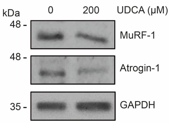 Western blot showing MuRF-1( cat MP3401, 1:500) and atrogin-1 (cat. AP2041), 1:500) levels in C2C12 myoblasts differentiated for 4–5 days were incubated with 200 μM UDCA for 72 h. GAPDH was used as a loading control. Image from publication CC-BY-4.0. PMID: 37237400
