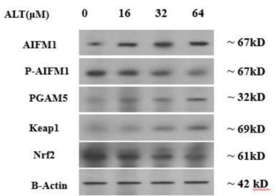 Western blotting shows KEAP1-PGAM5-AIFM1 pathway protein level regulation by ALT. SKOV-3 cells were treated with different concentrations (0, 16, 32 and 64 μM) of ALT for 24 h. Specifically AIFM1, P-AIFM1(Ser-116) (cat. AP5501), KEAP1, Nrf2, and PGAM5 levels were detected. B-Actin used as a control. Image from publication CC-BY-4.0. PMID: 37712005