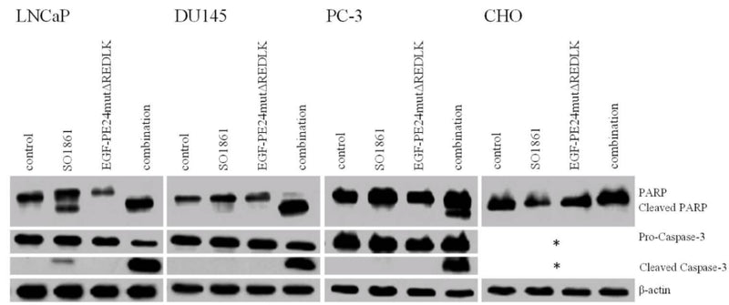 Induction of apoptosis after combination treatment was marked by poly (ADP-ribose) polymerase (PARP) cleavage and caspase-3 (cat. CM4911) activation. Western blots of single or combination treatment of LNCaP (48 h), DU145, PC-3 or CHO cells (all 72 h) with 1.0 µg/ml SO1861 and 2.5 nM EGF-PE24mutΔREDLK. β-actin was used as a loading control. *CHO cells are not of human origin - detection of human Caspase-3 was not possible in this cell line. Image from publication CC-BY-4.0. PMID: 37859824