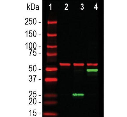 Western blot showing specific labeling of SARS-CoV-2 at ~ 25k in green in lane 3. Lane 4 shows GFP-tagged SARS-CoV-2 at ~ 50k in green and lane 2 shows no CoV-2 staining in untransfected cells. The red bands show staining with HSP60 as a loading control.