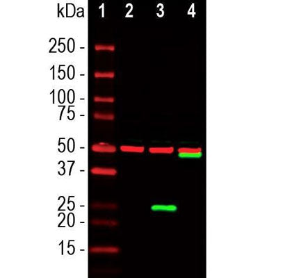 Western blot showing specific labeling of SARS-CoV-2 at ~ 25k in green in lane 3. Lane 4 shows GFP-tagged SARS-CoV-2 at ~ 50k in green and lane 2 shows no CoV-2 staining in untransfected cells. The red bands show staining with B-tubulin as a loading control.