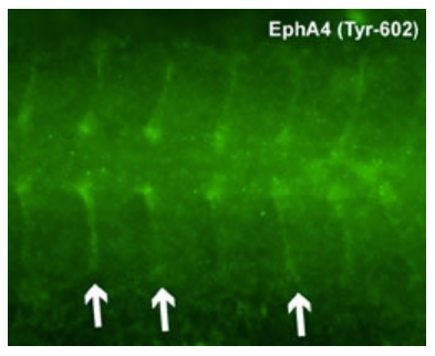 Paraformaldehyde-fixed zebrafish embryos were probed with anti-EphA4 (Tyr-602) (EP2731) then detected using Alexa Fluor 647 goat anti-rabbit. Arrows show labeling of somite boundaries and the notochord. (Image provided by Dr. Scott Holley at the Department of Molecular, Cellular and Developmental Biology, Yale University.)